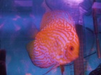 discus pigeon golden