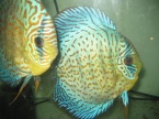 Discus léopard 