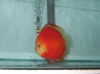 discus malboro rouge