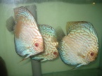 discus golden malboro et léopar 