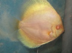 discus bleu diamant albinos