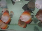discus malboro