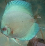 discus bleu diamant