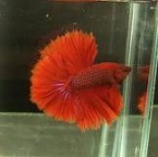 combattant demi-lune