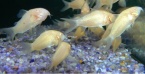 corydoras albinos 