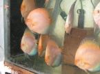 discus white 