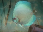 discus bleu diamant