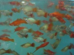 platy bleu et xipho rouge