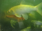 carp koï