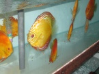 discus golden
