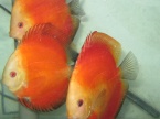 discus malboro rouge