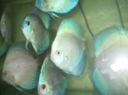 discus white bleu diamant