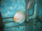 discus snow white