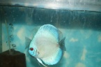 discus bleu diamant, un jeune discus