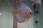 discus snack léopar