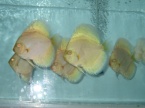 discus bleu diamant albinos