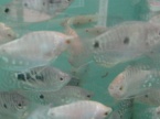 gouramis bleu et le blanc