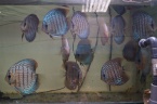 discus turquoise