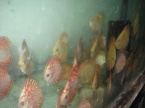 discus checkerboard et discus golden jaune