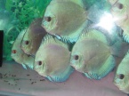 discus bleu diamant