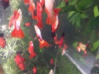 Guppy full red 