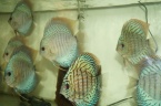 discus éruptions et turquoise rouge