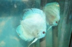 discus bleu diamant