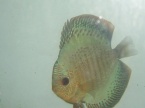 discus peau serpent
