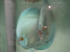 Discus bleu diamant 
