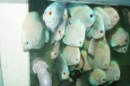 discus white bleu diamant