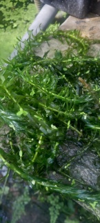 Plante Élodée Egeria densa 