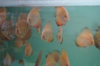 jeune discus golden malboro