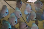 discus bleu diamant